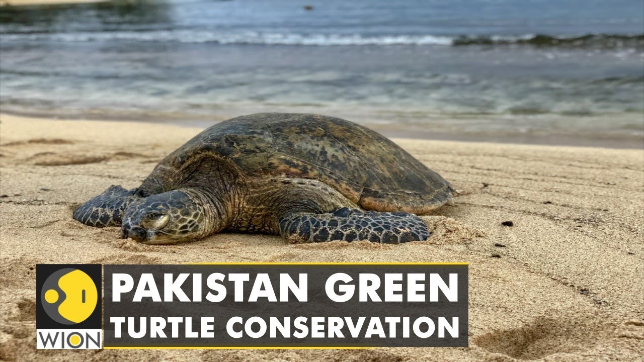Pakistan wildlife trust ramps up efforts to protect green turtle ...