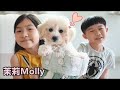 狗狗寵物名字叫茉莉Molly ~朱爸爸Diy狗屋！我們都好愛她！Jo Channel New Pets  Toy Poodle Puppy Molly！