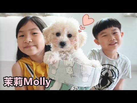 狗狗寵物名字叫茉莉Molly ~朱爸爸Diy狗屋！我們都好愛她！Jo Channel New Pets Toy Poodle Puppy Molly！