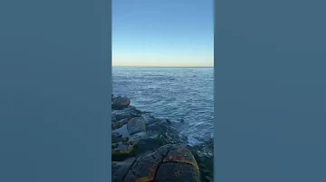 Лежбище морских котиков! Калифорния.