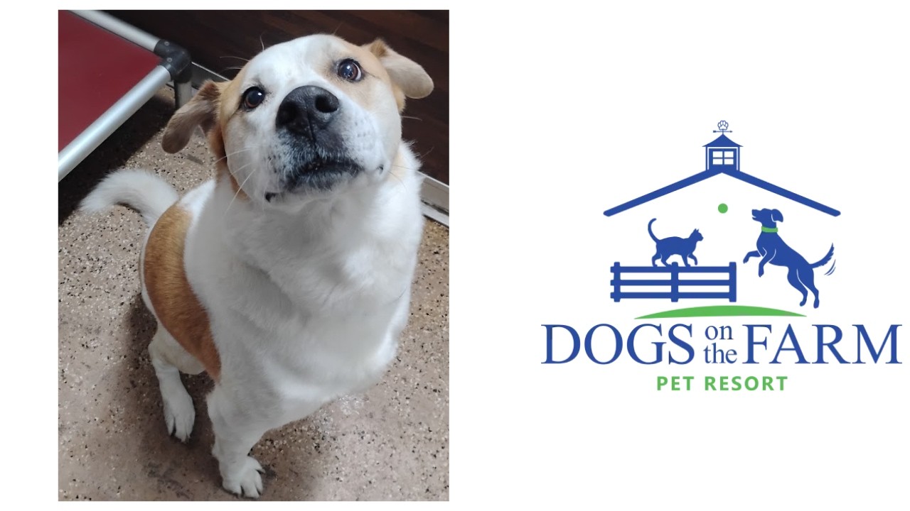 Playtime at Dogs On The Farm & Cats Too!
