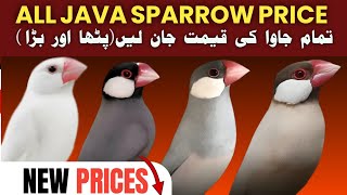 Java ki new price ne heraan kerdiya | All java sparrow price 2025 | java finch rate |  business tips