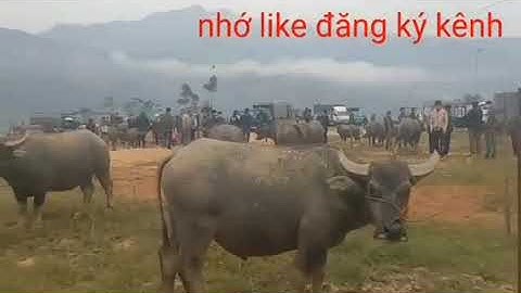 Lạc vào Chợ trâu cốc ly phiên chợ trâu lớn nhất nhì tây bắc phiên chợ trâu tiền tỷ bắc hà