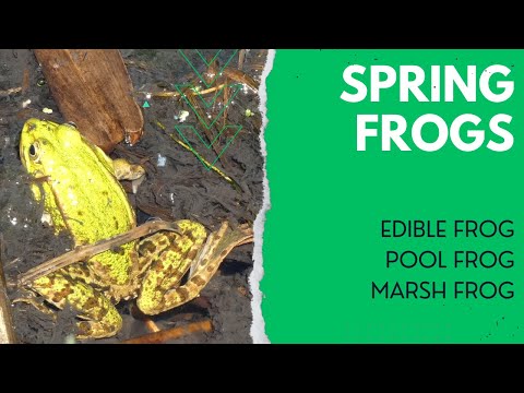 Spring Frogs: Edible Frog, Pool Frog & Marsh Frog