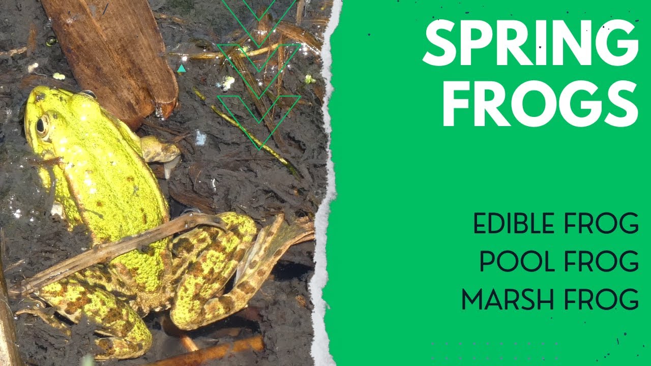 Spring Frogs: Edible Frog, Pool Frog & Marsh Frog