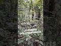 Pourquoi Cette Famille De Chimpanzés Se Dispute Mathieucourdesses Pourquoi Cette Famille De Chimpanzés Se Dispute Mathieucourdesses