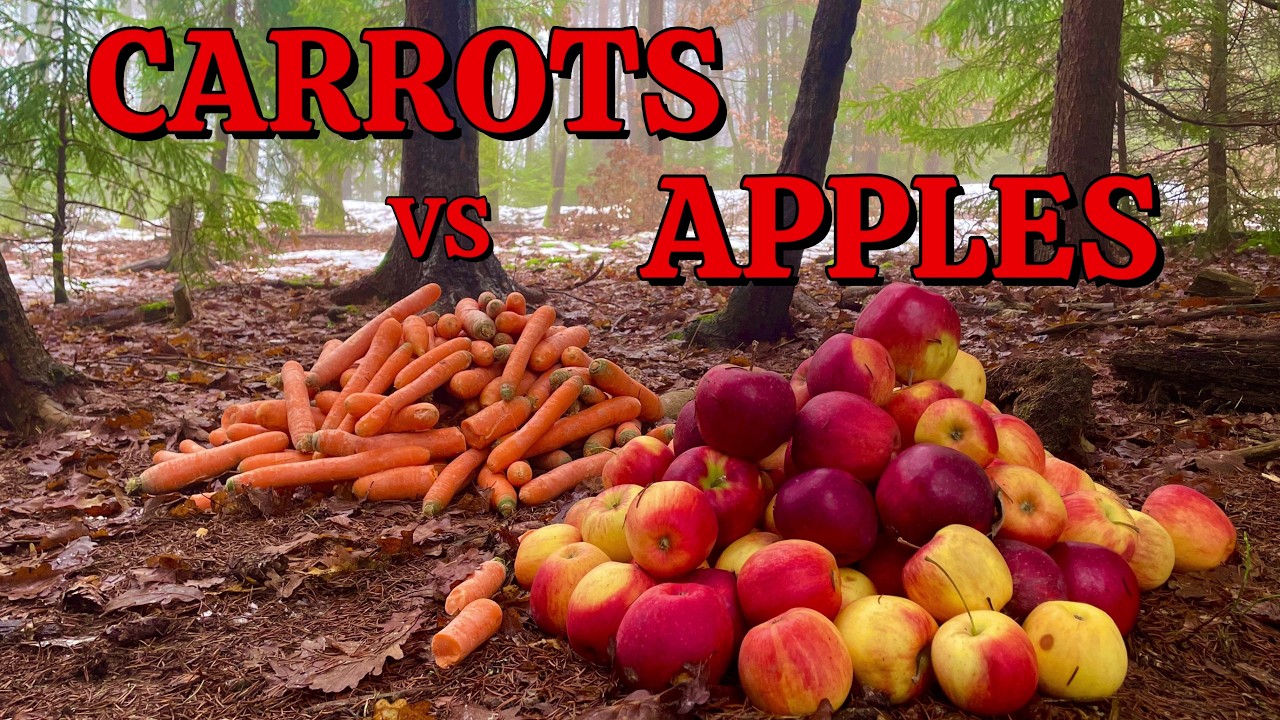 I Left 40 POUNDS of APPLES and CARROTS in the Woods. I Didn’t Expect This Animal to Show Up!