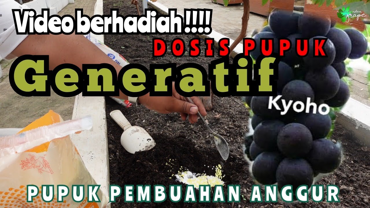 Cara Sederhana PUPUK PEMBUAHAN ANGGUR