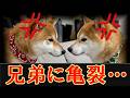 仲良し兄弟に亀裂・・・喧嘩がおさまらず修復不可能になってしまいました・・・