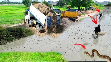 Amazing New Project!! Excellent skill dump trucks unloading soil fill rice field with Dozer KOMATSU