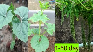 Grow bitter gourd at home