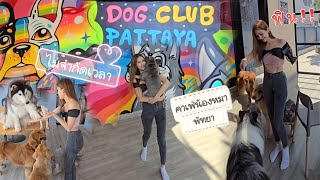 คาเฟ่หมา พัทยา DOG CLUB PATTAYA ไม่จำกัดเวลา 🐾🐶 เล่นกับน้องหมา ฟิน! พัทยาใต้11 คาเฟ่พัทยา คาเฟ่สุนัข