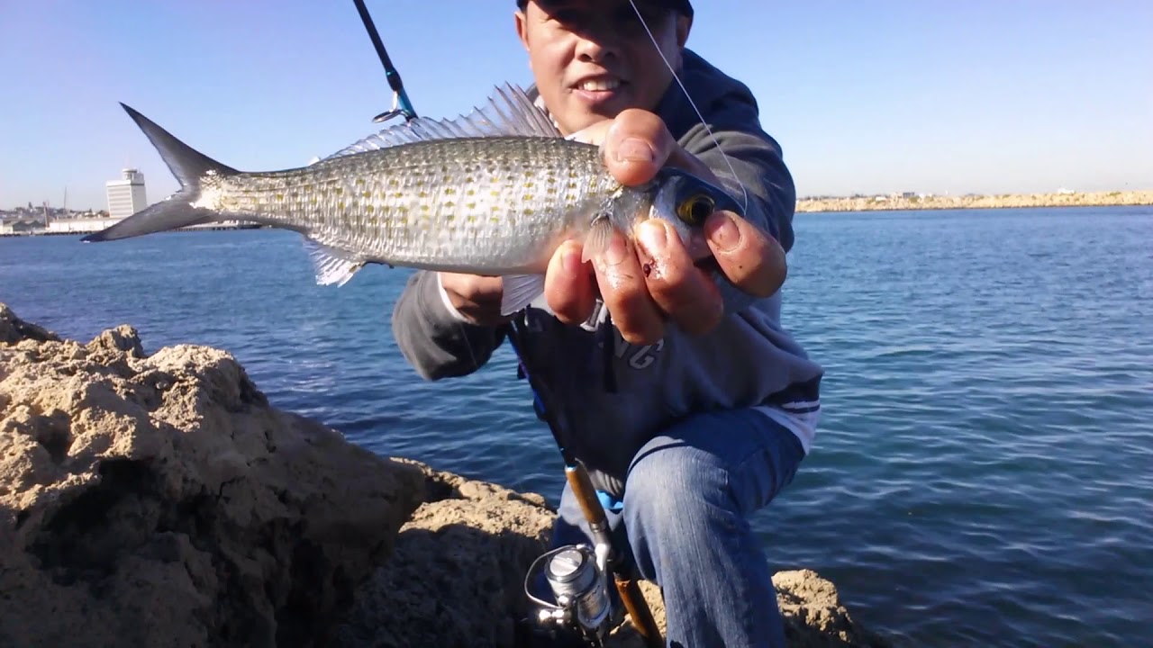 Herring Fishing at Fremantle Harbour Rous Head Perth YouTube