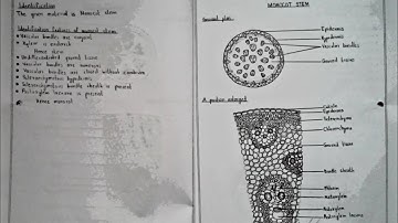 Class 12(Plus two) Botany practical record(full in one video)Kerala state syllabus Malayalam #botany