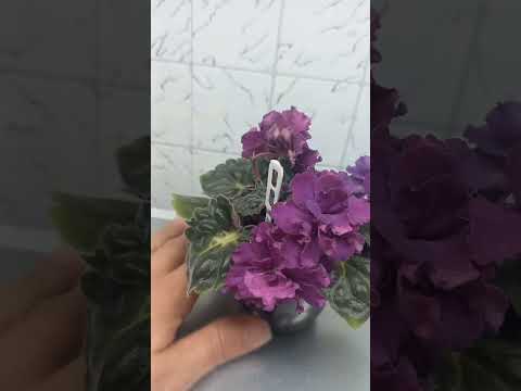 ЛФ Лилия