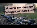 Охота на самца Сибирской Косули .