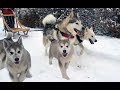 Mackó tesók - Az első kutyaszánozás - Alaskan malamute puppies and the first dogsledding