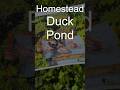 Simple DIY Homestead Duck Pond 🦆 💦 🦆