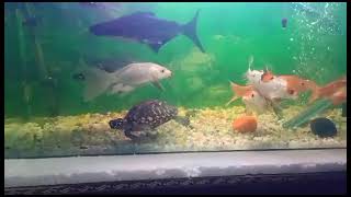 #viral #aquarium #youtubeshorts #petsvlog #minivlog #fishes #turtle #vlog #fish #pets #playing #care