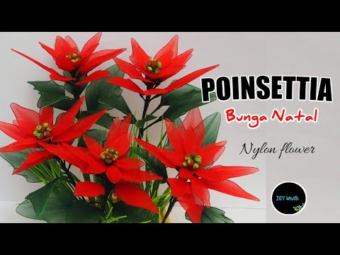 Video: Mengapa poinsettias bunga natal?