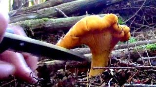 Wild Mushrooms with Mrs Wranglerstar