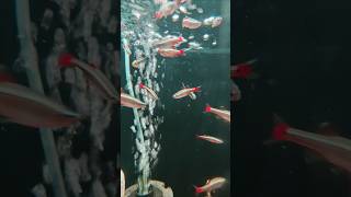 Colorful community fish vibes 🐠✨ Pure aquarium therapy! #Aquarium #FishLovers #Nature #Relaxing