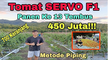 Panen Ke 13 Kali Tomat SERVO F1, Tembus 450 Juta!!!Metode Piping.