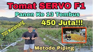 Panen Ke 13 Kali Tomat SERVO F1, Tembus 450 Juta!!!Metode Piping.