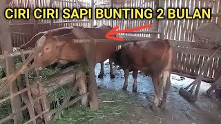 Ciri ciri sapi bunting 2 bulan