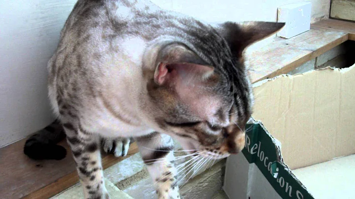 Video 2202231: bengal savannah kitten, male bengal kitten, savannah kittens playing