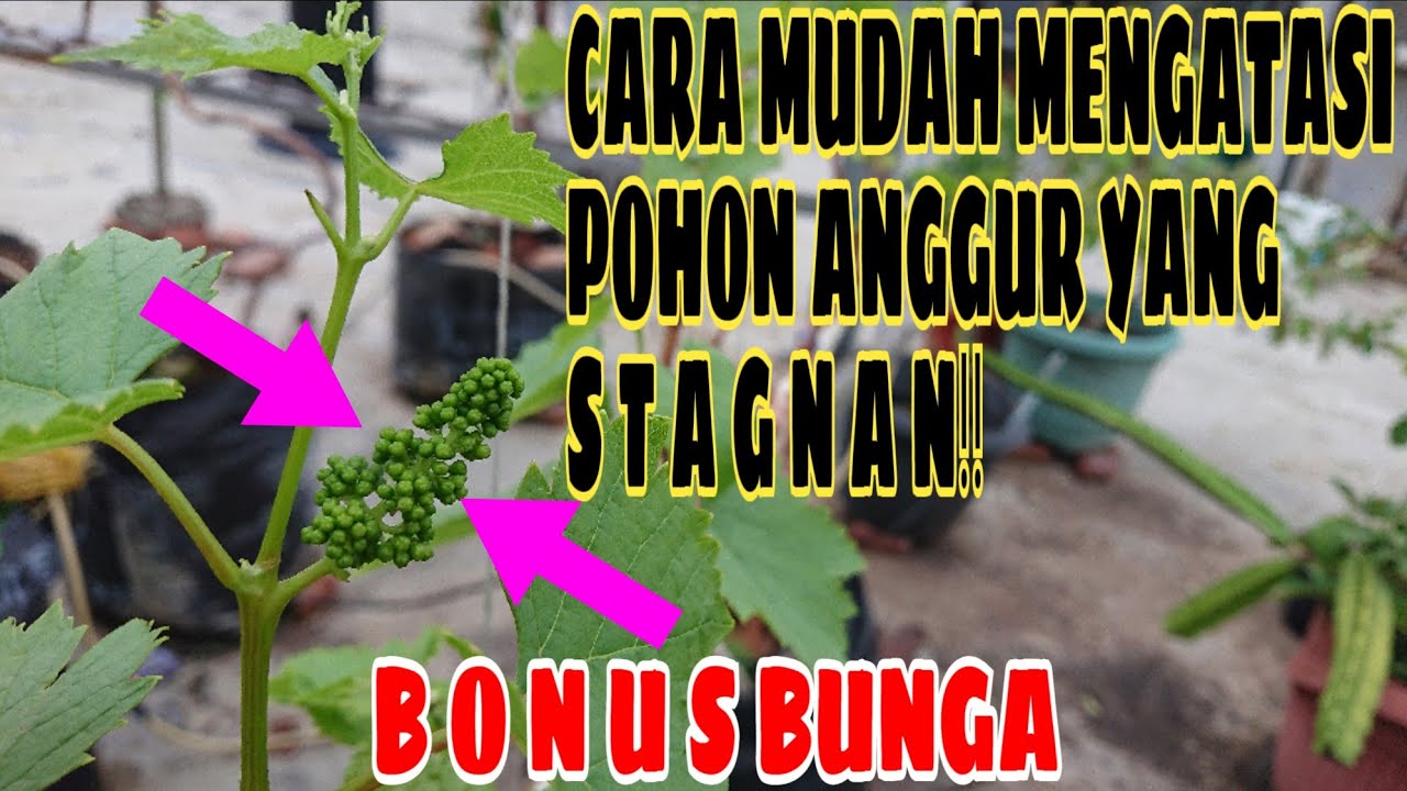 CARA MUDAH MENGATASI POHON ANGGUR YANG STAGNAN‼️ BONUS BUNGA🍇