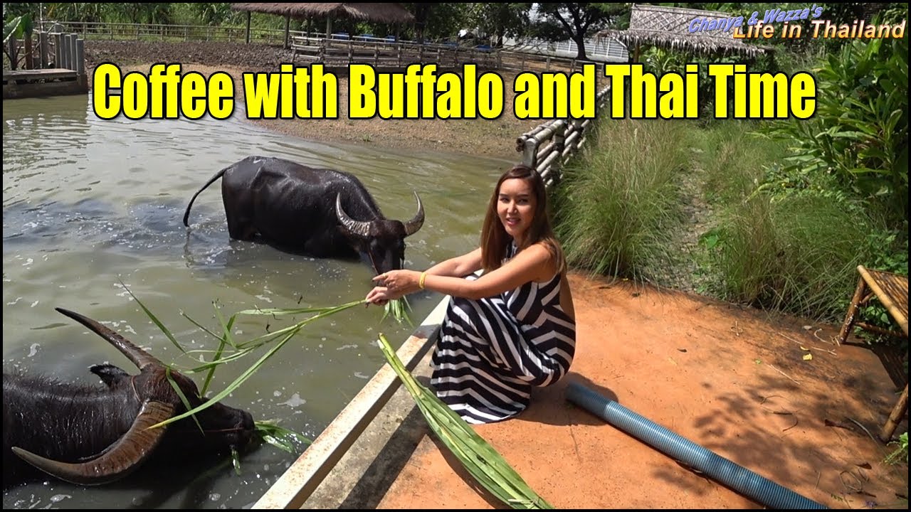 Coffee with Buffalo and Thai Time