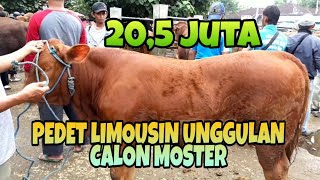 Ini Pedet Limousin Calon MONSTER 20,5 juta. pasar sapi jetis ponorogo