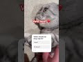 Vote: WHEN SHOULD WE DROP MERCH? #shorts #viral #cute #cat #cutecat