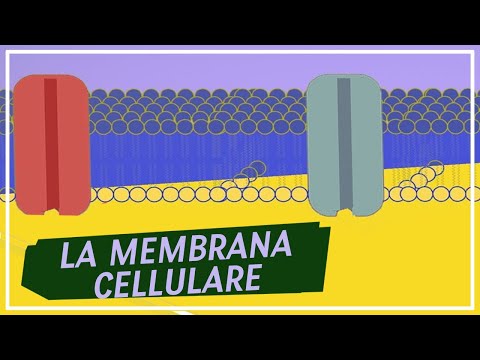 Video: Qual è la funzione della membrana cellulare ks3?