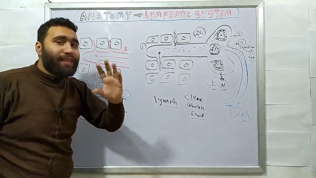Blood 🩸 anatomy د محمود علاء  lymphatic system part1