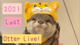 Last Otter Live 2021!  今年最後のカワウソライブ！
