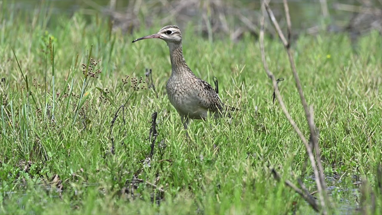 小杓鷸 Little Curlew 