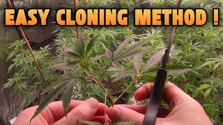 HOW TO TAKE CANNABIS CLONES