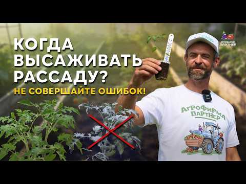 PLANTING TOMATOES AND PEPPERS: How to Properly Plant Seedlings in a Greenhouse and Open Ground 🌱🍅🫑