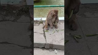 #monkey#short#video#