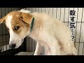 【心を開く元野犬】処分に怯えた保護犬と歩んだ1年