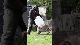 Training for working dogs at the UKS largest training facility.