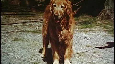 The Golden Retriever part 2  Rachel Page Elliott V...
