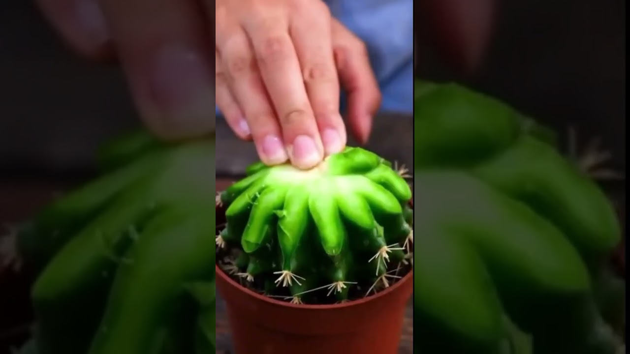 AMAZING TECHNIQUE TO GRAFT CACTUS PLANT AT HOME 