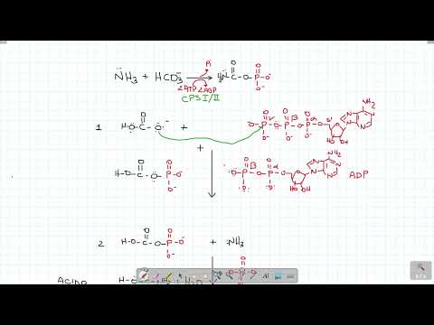 Video: Come si produce il carbamoil fosfato?
