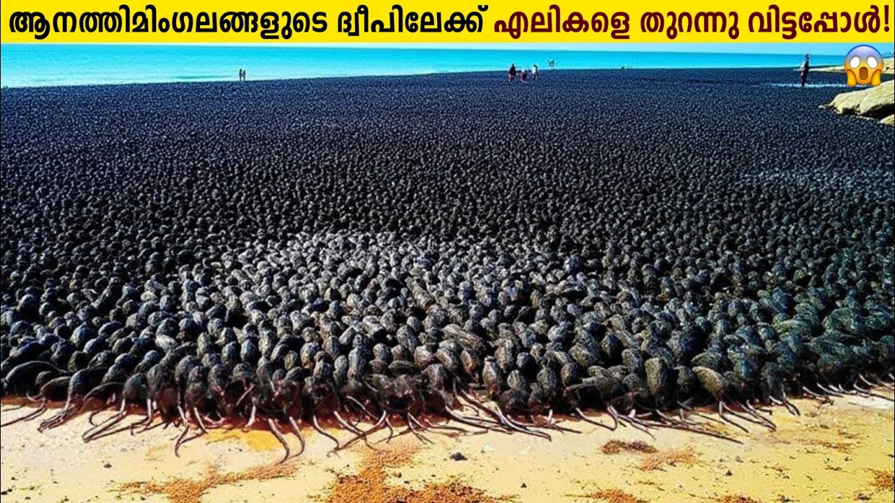 പിന്നെ നടന്നത് ചരിത്ര സംഭവം!😱Thousands of Rats Were Left Alone on Small Island | Malayalam