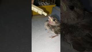 انقاذ عصفور بلدي صغير ونديله اكل اي ؟ ❤️ عصفور  بلدي طائر animal