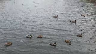Ducks 20241114 134625