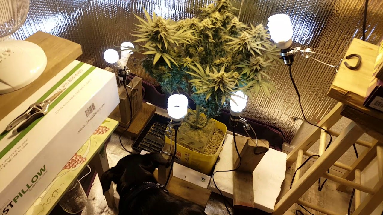 92 day old OG Kush - Big ol Buds!!